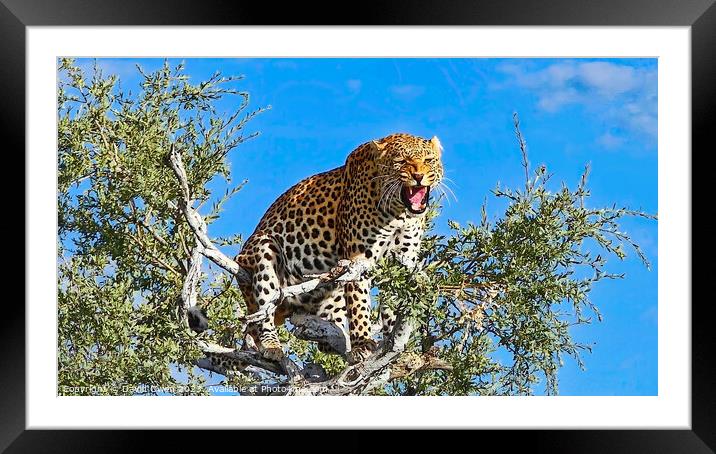 Tree-top Leopard Framed Mounted Print by David Owen