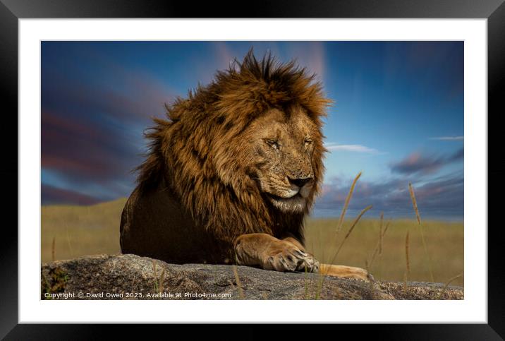 Serengeti's Mighty Hunter Framed Mounted Print by David Owen