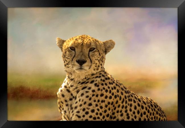 Cheetah Framed Print by David Owen