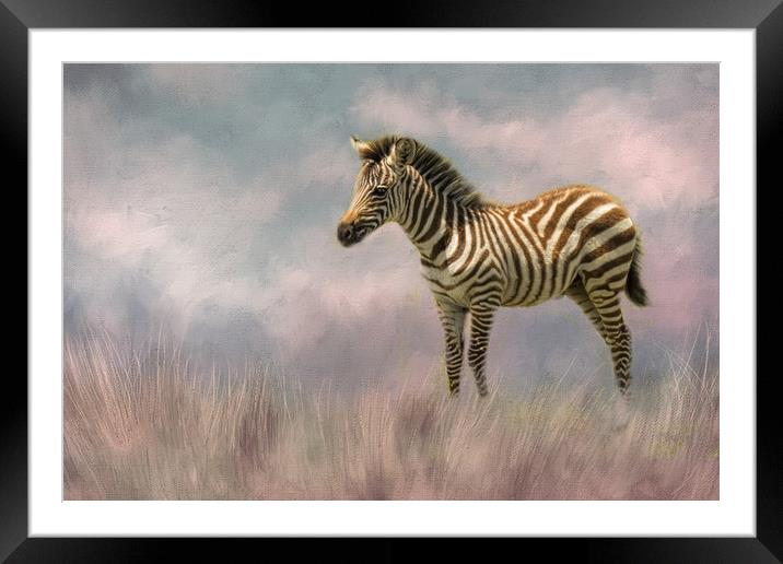 Baby zebra Framed Mounted Print by David Owen