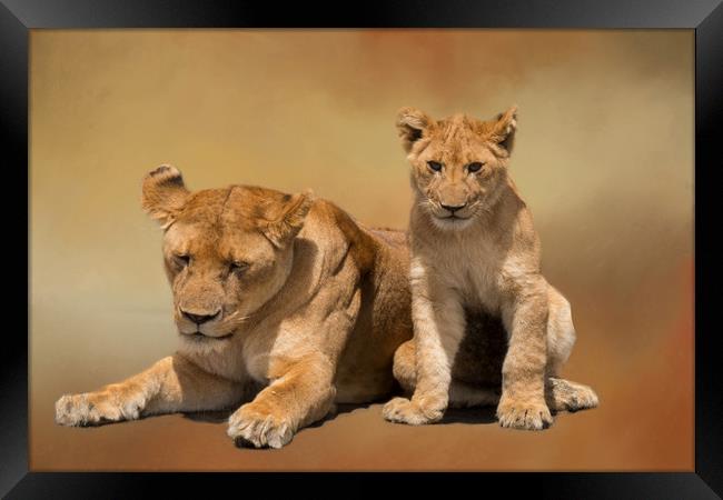 Mother and cub lions Framed Print by David Owen