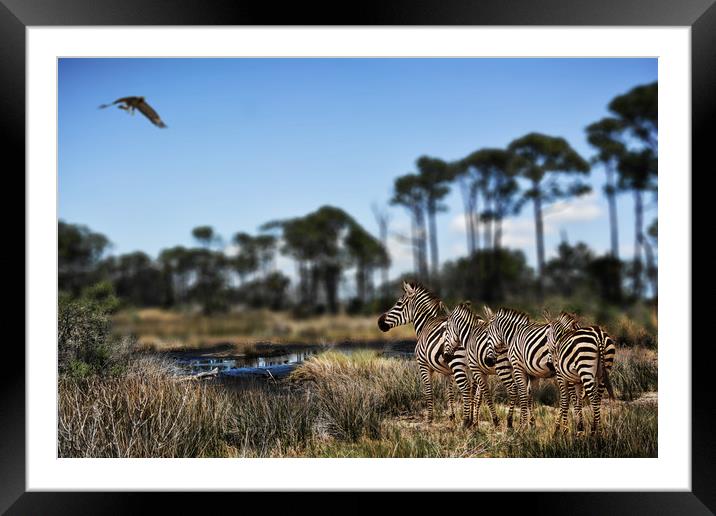 Zebra searching for waterhole Framed Mounted Print by David Owen