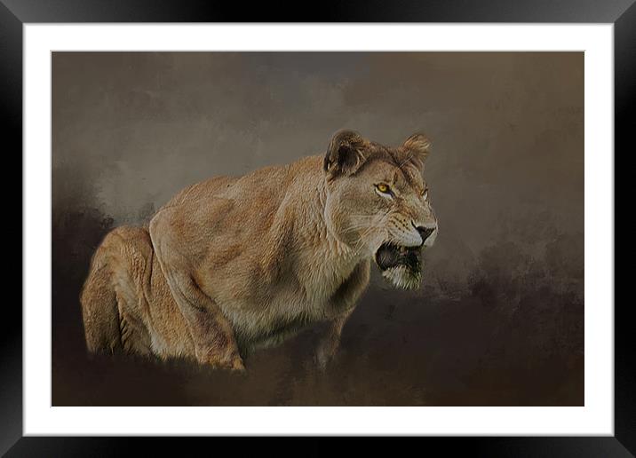 Lioness roars Framed Mounted Print by David Owen