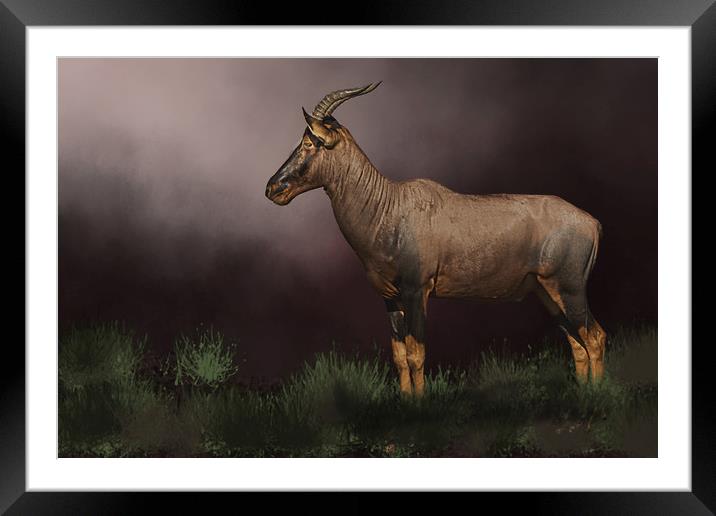 African buck Framed Mounted Print by David Owen