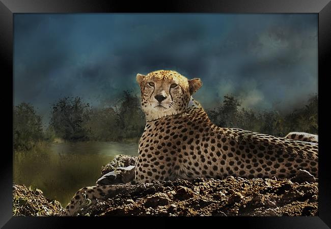 Cheetah at rest Framed Print by David Owen