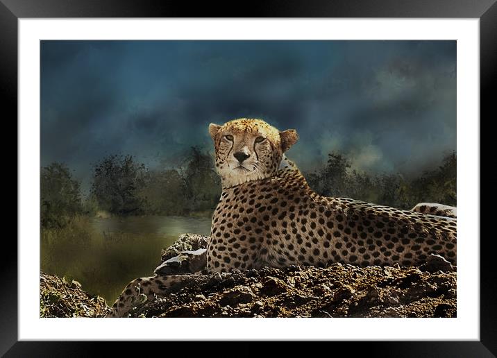 Cheetah at rest Framed Mounted Print by David Owen