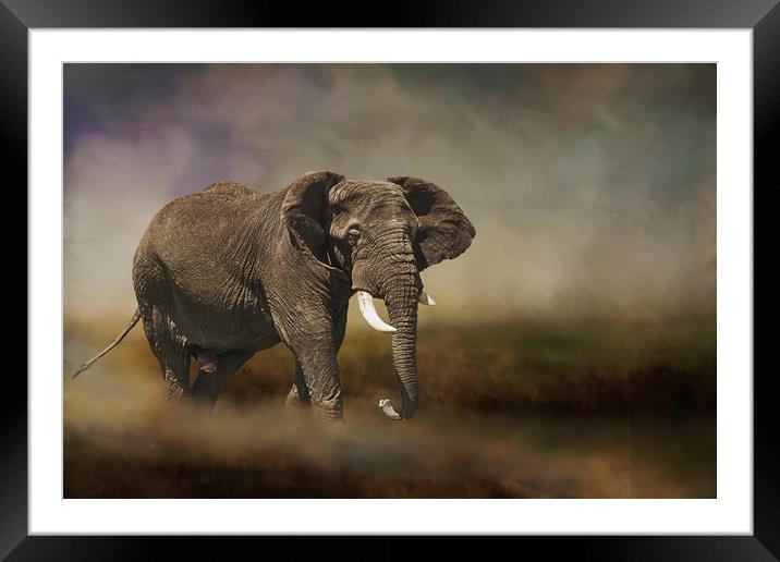 Rogue elephant Framed Mounted Print by David Owen