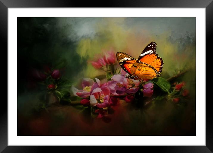 Butterfly in Arusha, East Africa Framed Mounted Print by David Owen