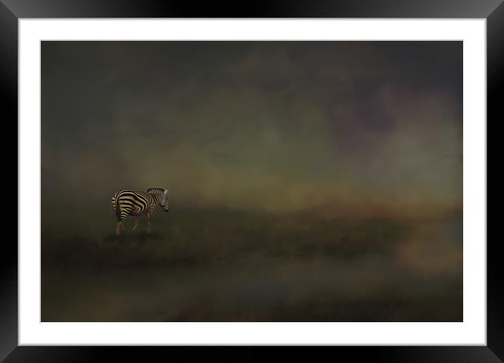 Lonely zebra Framed Mounted Print by David Owen