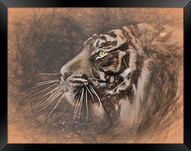 Regal Hunter Framed Print by David Owen