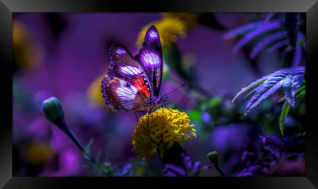 Tanzanian Butterfly Basks in Sunlight Framed Print by David Owen