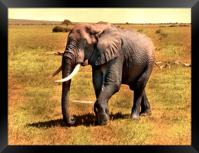 Mighty Elephant Strides Across Plains Framed Print by David Owen