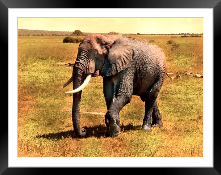 Mighty Elephant Strides Across Plains Framed Mounted Print by David Owen