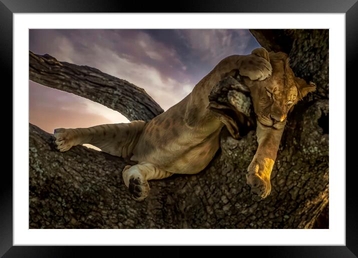 Serengeti's Tree Napping Lion Framed Mounted Print by David Owen