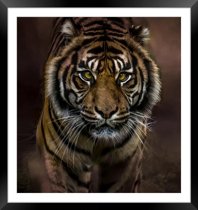 Intense Gaze of the Tiger Framed Mounted Print by David Owen