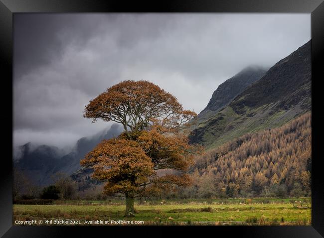 Buttermere Autumn Oak Framed Print by Phil Buckle