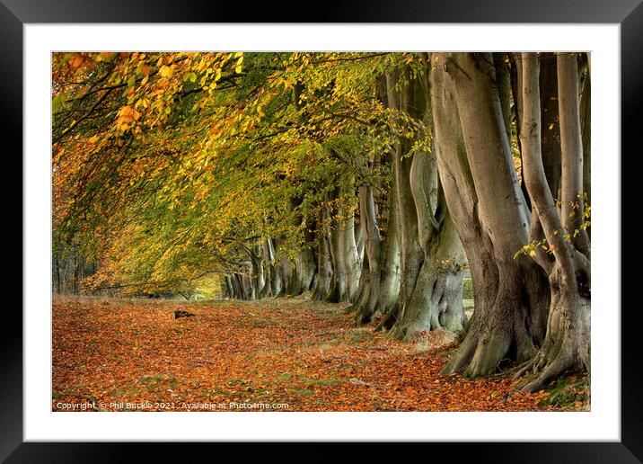 Autumn Beech Trees Framed Mounted Print by Phil Buckle