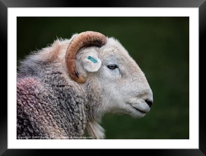Herdy Ram Framed Mounted Print by Phil Buckle