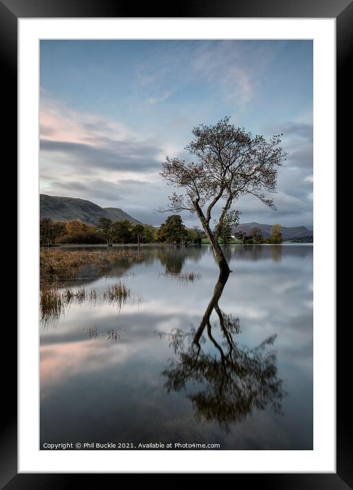 Ullswater isolated lone tree Framed Mounted Print by Phil Buckle