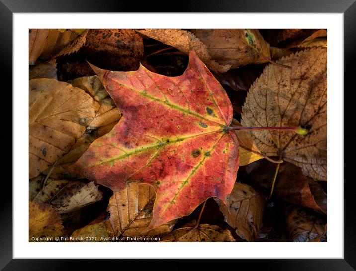 Hedgerow leaves Framed Mounted Print by Phil Buckle