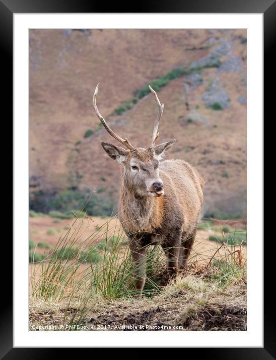 Glen Etive Stag Framed Mounted Print by Phil Buckle