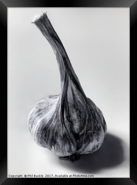 Garlic Bulb Black and White Framed Print by Phil Buckle