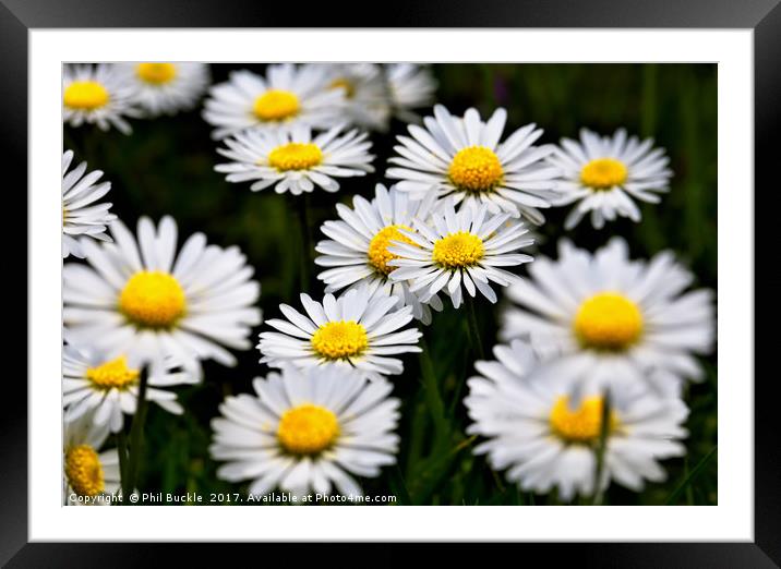 Wild Daisies Framed Mounted Print by Phil Buckle