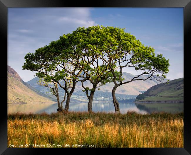 Crummock Water Copse Framed Print by Phil Buckle
