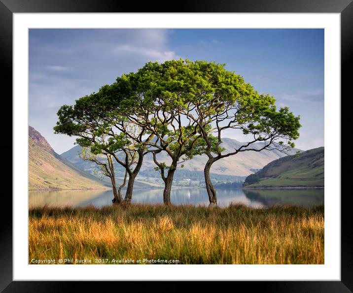 Crummock Water Copse Framed Mounted Print by Phil Buckle