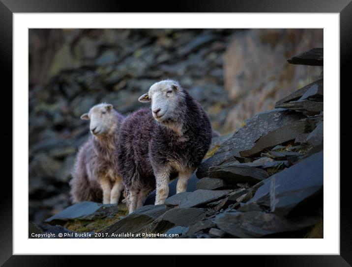 Herdwick Sheep At Honister Pass Framed Mounted Print by Phil Buckle