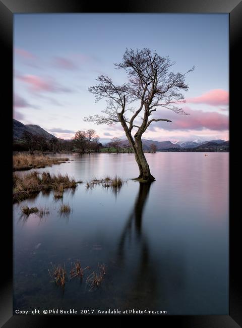 Gale Bay Lone Tree Framed Print by Phil Buckle
