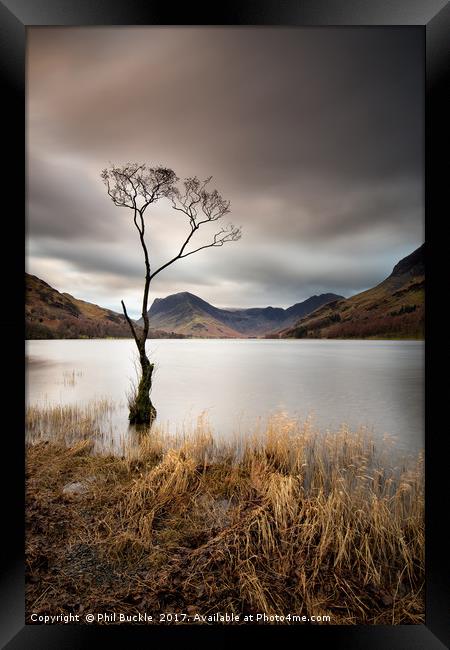 Buttermere Lone Tree Dawn Framed Print by Phil Buckle