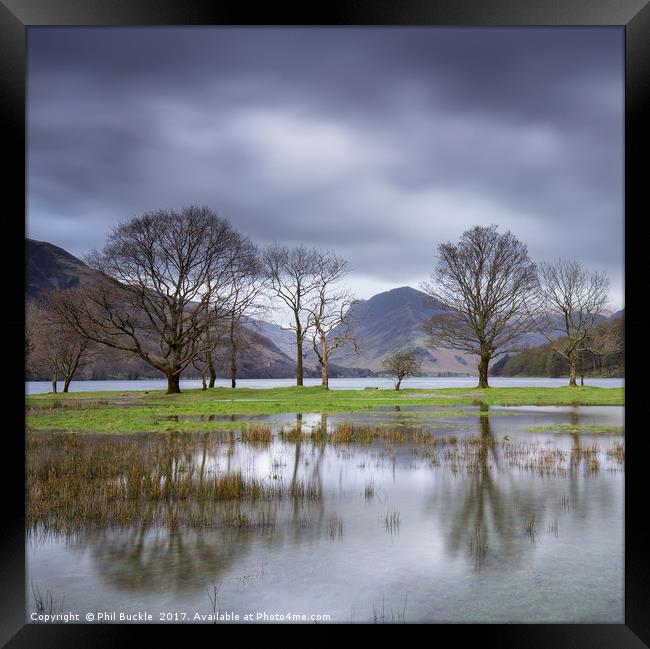 Buttermere Puddle Framed Print by Phil Buckle