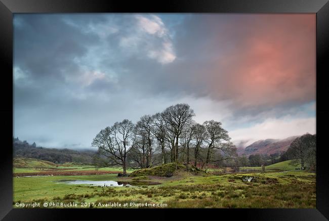 River Brathay Copse Sunrise Framed Print by Phil Buckle