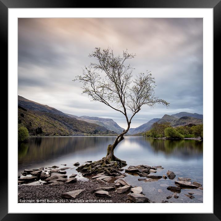 Llanberis Lone Tree Framed Mounted Print by Phil Buckle