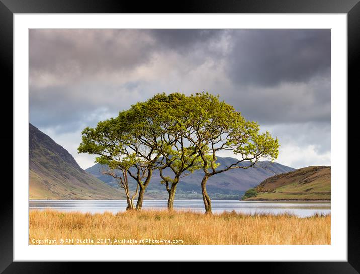 Copse on Crummock Water Framed Mounted Print by Phil Buckle