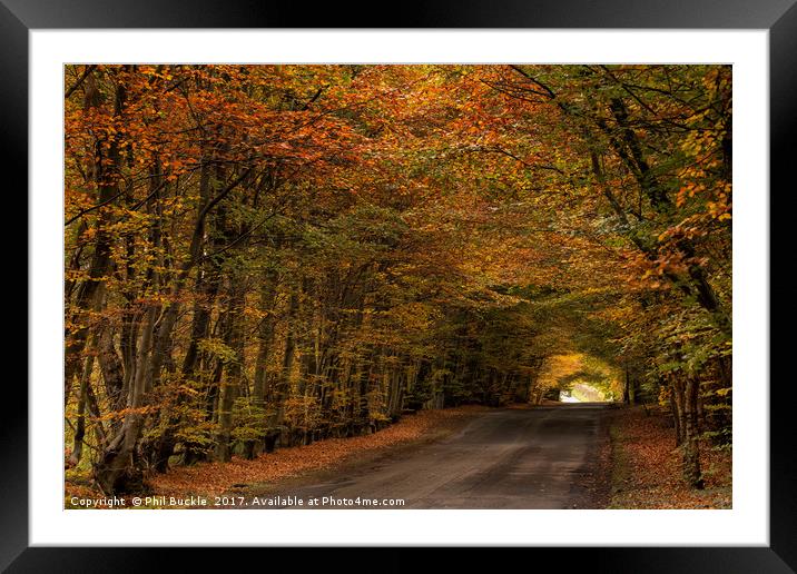 Autumn Colours Framed Mounted Print by Phil Buckle