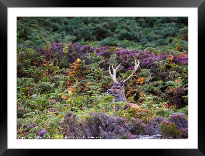 Meallabhan Stag Framed Mounted Print by Phil Buckle