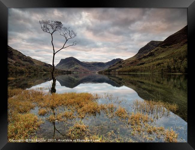 Sunrise Lone Tree Buttermere Framed Print by Phil Buckle