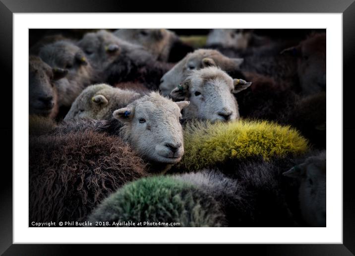 Lake District Herdwick Sheep Framed Mounted Print by Phil Buckle