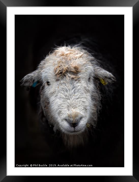Bedraggled Herdwick Sheep Framed Mounted Print by Phil Buckle