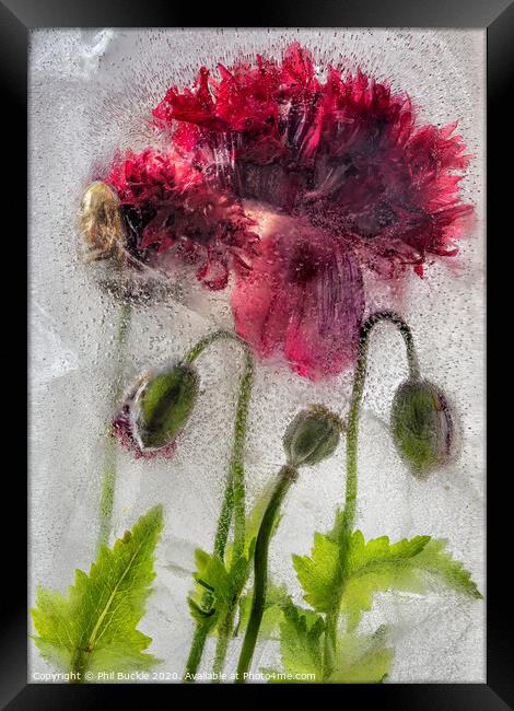 Frozen Poppies Framed Print by Phil Buckle
