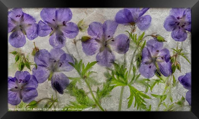 Geranium flowers in ice Framed Print by Phil Buckle