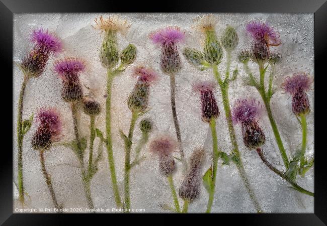 Field of Thistles Framed Print by Phil Buckle