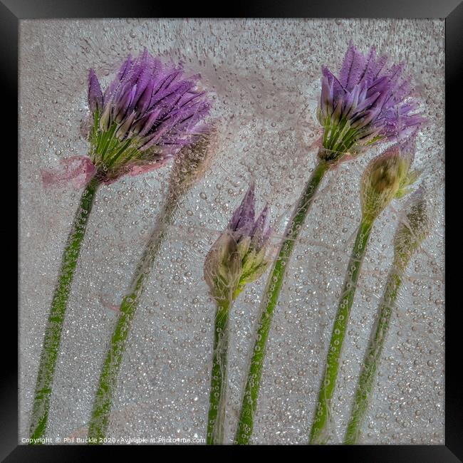 Chive Flowers Framed Print by Phil Buckle