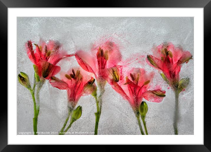 Alamestria Flowers Framed Mounted Print by Phil Buckle