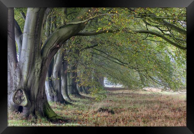 Beech Trees Framed Print by Phil Buckle