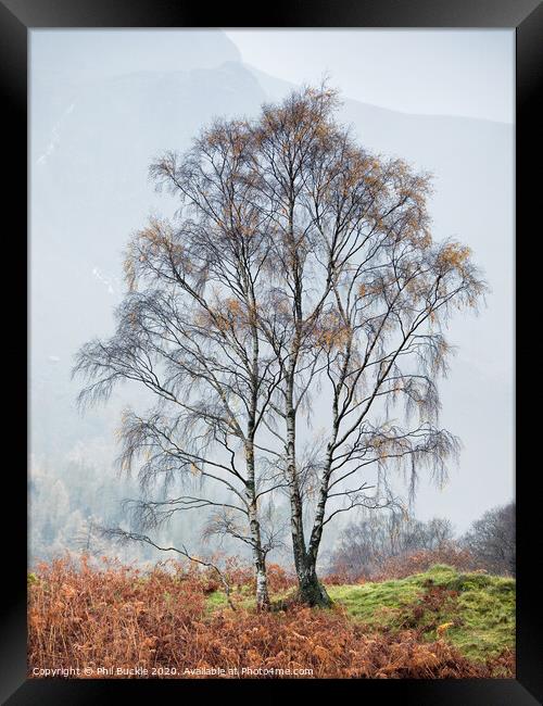 Borrowdale Silver Birch trees Framed Print by Phil Buckle