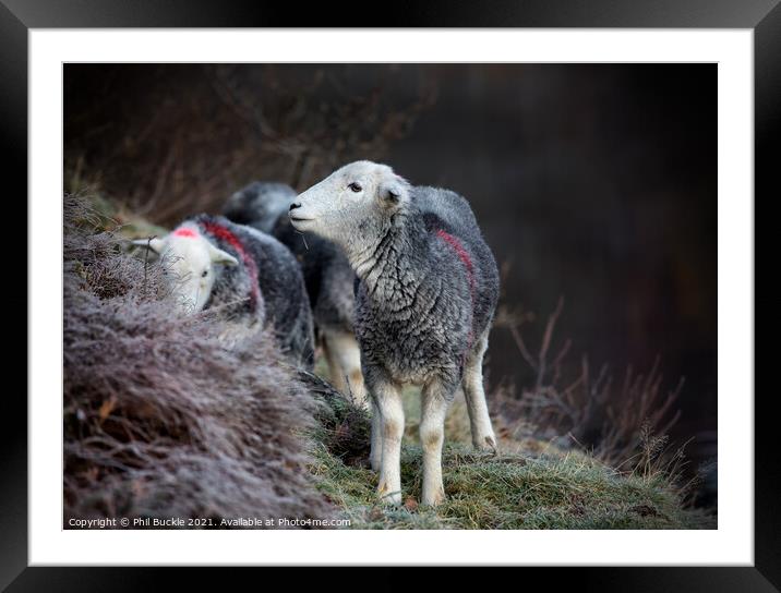 Ullswater Herdwick Sheep Framed Mounted Print by Phil Buckle
