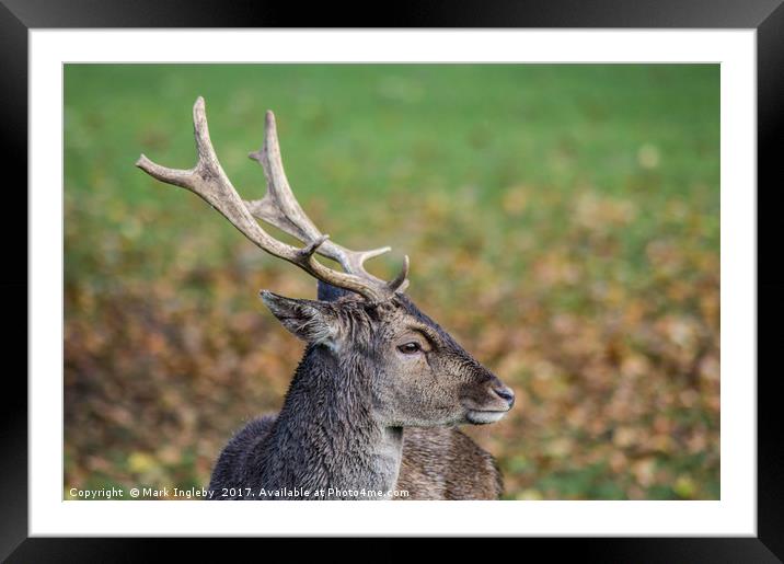 Majestic Deer Framed Mounted Print by Mark Ingleby